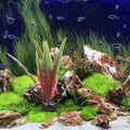 12 Pcs Artificial Pflanzen Künstliche Wasserpflanzen Aquarium-