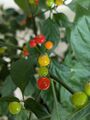 Aji Charapita -rot- Samen, inkl. Versand *teuerste Chili der Welt*