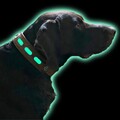 Niggeloh Lederhalsung Lichtblick Halsbänder NEU