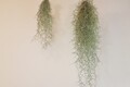 Wüstentillandsie Tillandsia usneoides Feenhaar Lousianamoos ca. 30 cm