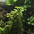 Aquariumpflanze Anubias Barteri var Nana Bonsai Mini / ca. 20 Blätter 