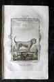 Buffon 1785 antiker Hundedruck. Mongral Hound
