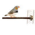 Haselnuss Sitzstange Vogelstange Small Natur Holz Einseitig anschraubbar