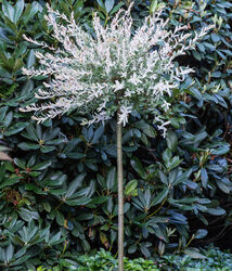 Gartenpflanze Harlekin-Weide Zierweide Hakuro Nishiki versch. Größen, Dehner
