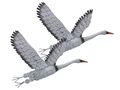 2x Kranich aus Metall Wandbild 46 x 33cm wetterfest Dekofigur Gartendeko Vogel