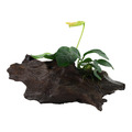 Anubias barteri var. nana auf Wurzel (12 bis 25cm) Aquariumpflanze