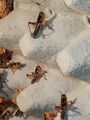 100 mittlere Heuschrecken / Wanderheuschrecken