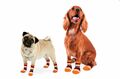 ✨Hundesocken Pfotenschutz Hundeschuhe Wundschutz Anti-Rutsch Socken Hunde✨