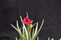 Tillandsia dorothea