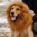 Großer Hund Löwenmähne Perücke Hundehalsband Haustier Labrador Retriever Kostüm