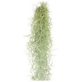   Tillandsien hängend 50cm Tillandsia Usneoides Luftpflanzen, Terrarium Pflanzen