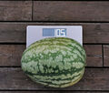 Wassermelone Klondike Striped Blue Ribbon - 10,5 kg - 50 Samen - sehr süß