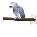 Haselnuss Sitzstange Vogelstange Large Natur Holz Einseitig anschraubbar