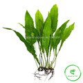 10x Microsorum pteropus / Javafarn (Versand gratis)