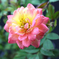 Bodendecker rose Rosa the Fairy mehrfarbig Topf winterharte flächenbepflanzung
