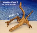 Moorwurzel - Spiderwood Größe L  Aquarium Wurzel