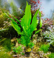 @ (◕‿◕)\@ Aquariumpflanzen : Echinodorus veronicae - Amazonasschwertpflanze