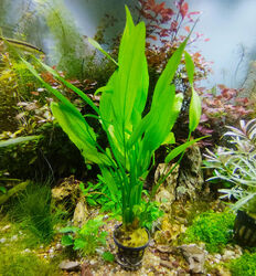 @ (◕‿◕)\\@ Aquariumpflanzen : Echinodorus veronicae - Amazonasschwertpflanze