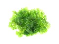 [9,98€/100ml] *50ml SÜSSWASSERTANG* Moos Garnelen Aquarienpflanze Aquarium