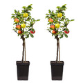 Apfelbaum mit 3 Apfelsorten in einem Baum - 2er Set - Höhe 60-70 cm - Topf 17cm