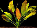 Rötliche Amazonas-Schwertpflanze / Echinodorus osiris rubra