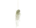Tillandsie, Louisianamoos Ampel im Glass rund FloraSelf Tillandsia usneoides H c