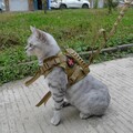 Kleiner Hund Hunde zubehör Katzen geschirr Haustier Brust gurt Für große Katze