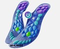 Akusoli Magnetische Schuhe Akupressur-Einlegesohlen für Schmerzen zur linderung
