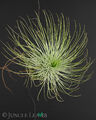 Tillandsia andreana | kugelige Tillandsie lebende Luftpflanze Epiphyt