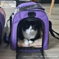 Katzentransportbox Hundetransporttasche faltbar  Tragetasche