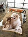 3D Hund & Katze Überwurf Kunstfelldecke 150x200 Größe Bettsofa Vlies