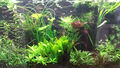 5 Bunde Mittelgrund Aquariumpflanzen, Mittelgrund Set, Wasserpflanzen halbhoch