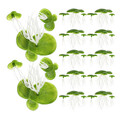  3 Packs Wasser- Künstliche Wasserlinsenpflanze Pflanzen Für Aquarium