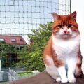 Balkonnetz Katzenschutznetz Katzennetz Schutznetz drahtverstärkt oliv 5 Größen G