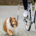 Fahrradhalter - Biker  sorgt für den nötigen Abstand zwischen Rad und Hund