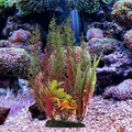  2 Pcs Aquarienlandschaft Gefälschte Pflanzen Für Fischtank Aquarium