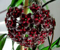 Hoya Wachsblume Royal Hawaiian Purple