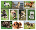 Tier-Postkarten Tierpostkarten Hunde Hundepostkarten AK PK Tiere Mix Set