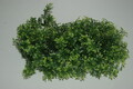 Vivarium Realistische Kunststoff Pflanze Australische Ahorn 55 CMS Geeignet Für