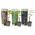 Traubenpflanze - 3 Stk - Vitis vinifera - Höhe 25-40cm - ⌀9cm