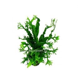 5 Bund Javafarn crisped leaves -Microsorum windelov, Aquariumpflanze, Barschfest