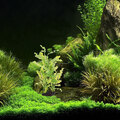  Seetanggrasdekoration Aquarium Fischbecken Dekorationen Für Aquarien