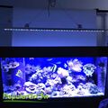 LED-Lichtleiste Aquarium Lampe mit Blau und weiß für Korallenriff Aquarium IP56