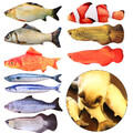 3D Pet Soft Plush Creative Carp Fish Shape Cat Toy Gifts Catnip Fish Pillow~ 🔥