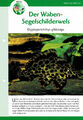 Der Waben-Segelschilderwels Glyptoperichthys gibbiceps / Aquariuminfokarte
