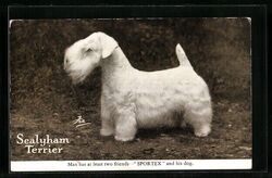 Terrier, Sealyham Terrier steht ganz still, Ansichtskarte 