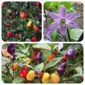 Aji de Jardin bunte Chilli wunderschöne Sorte scharfe Chili sehr dekorativ