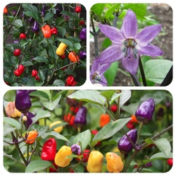 Aji de Jardin bunte Chilli wunderschöne Sorte scharfe Chili sehr dekorativ