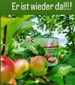 Fitline Zellschutz Apfel 