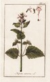Nepeta cataria Katzenminze catnip Minze Botanik engraving Kupferstich 1790